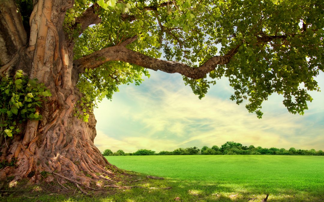 Natur in unsere Räume